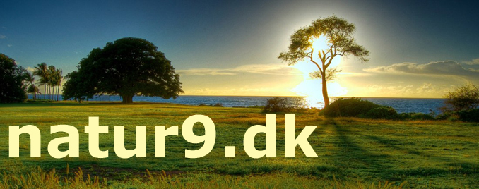 natur9 solopgang