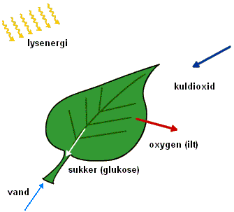 fotosyntesen animeret